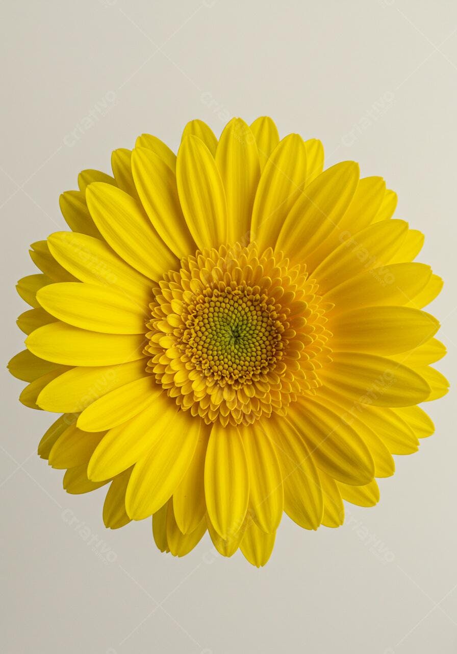 Gerbera amarela vibrante fundo neutro