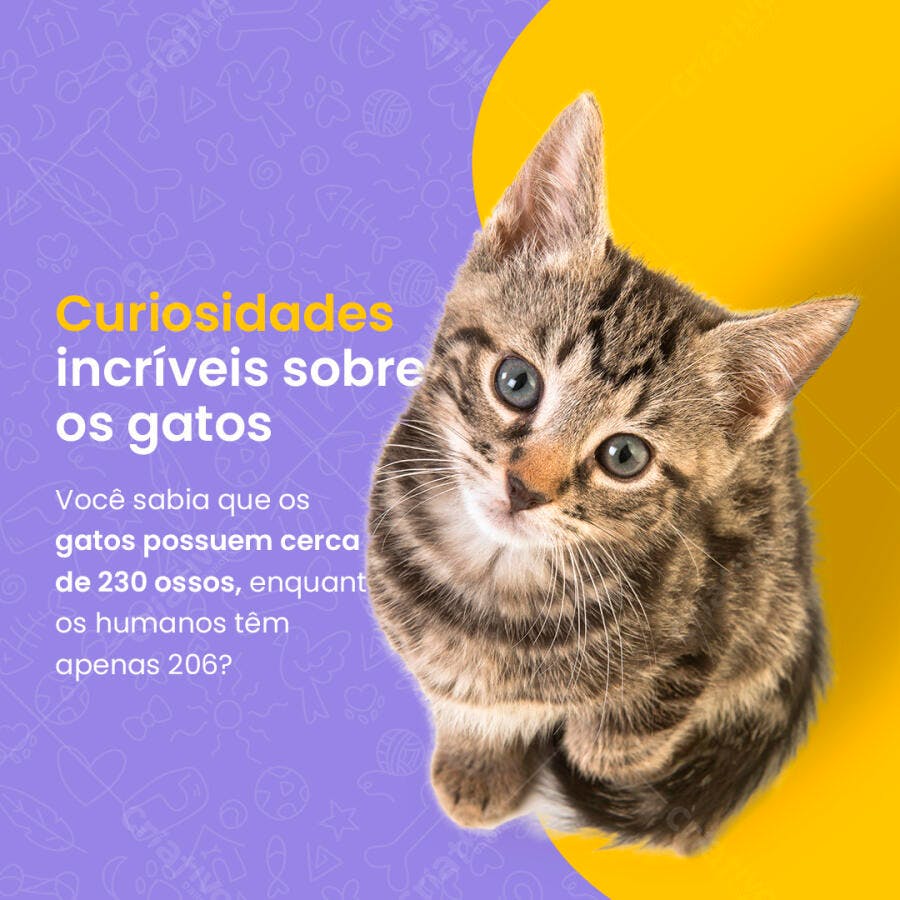 Post para Redes Sociais sobre Gatos PSD Editável