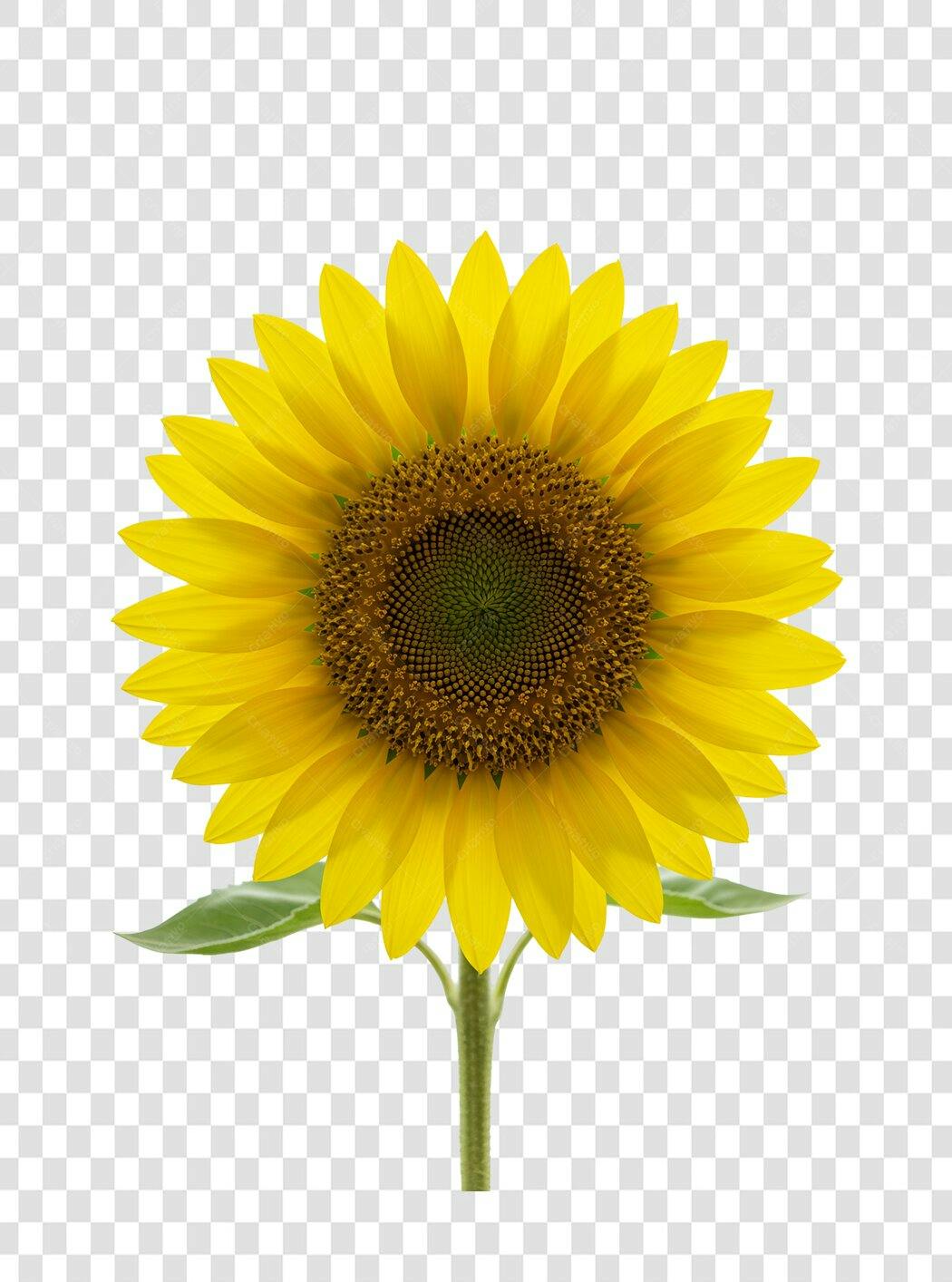 Icone Girassol PNG com fundo transparente