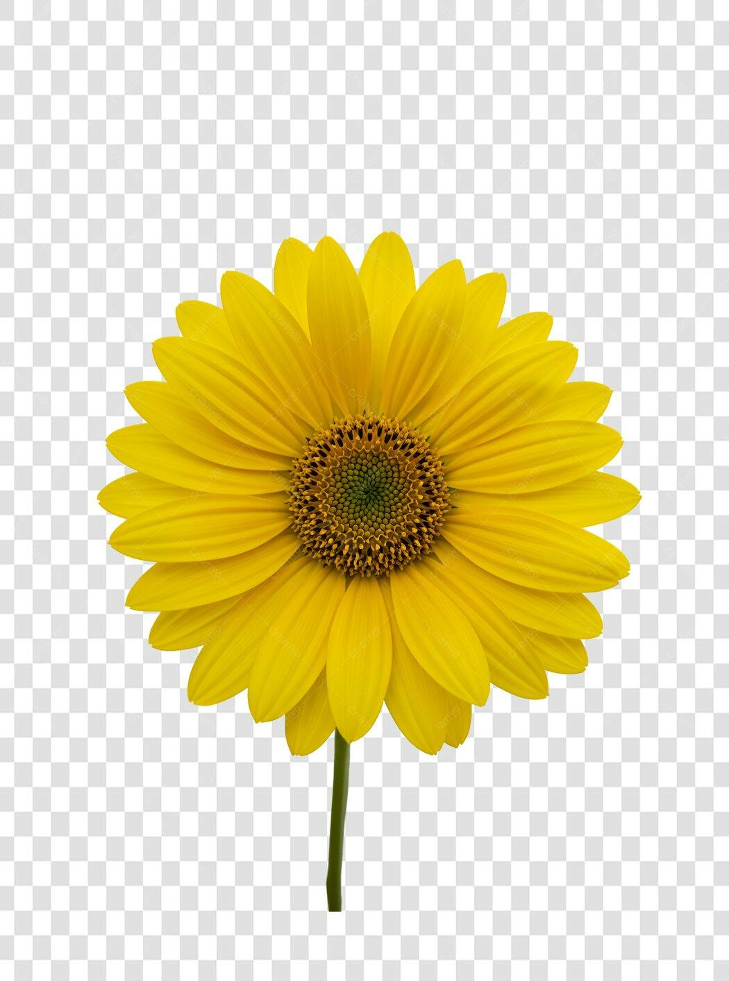 Icone Girassol Amarelo PNG com fundo transparente