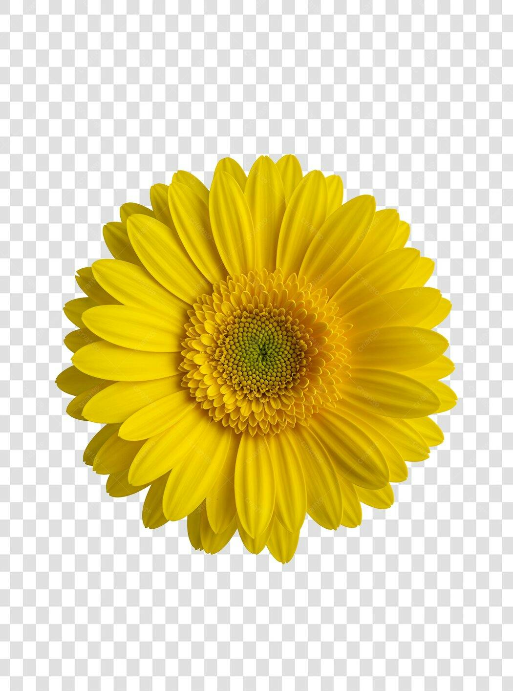 Icone Gerbera amarela PNG com fundo transparente