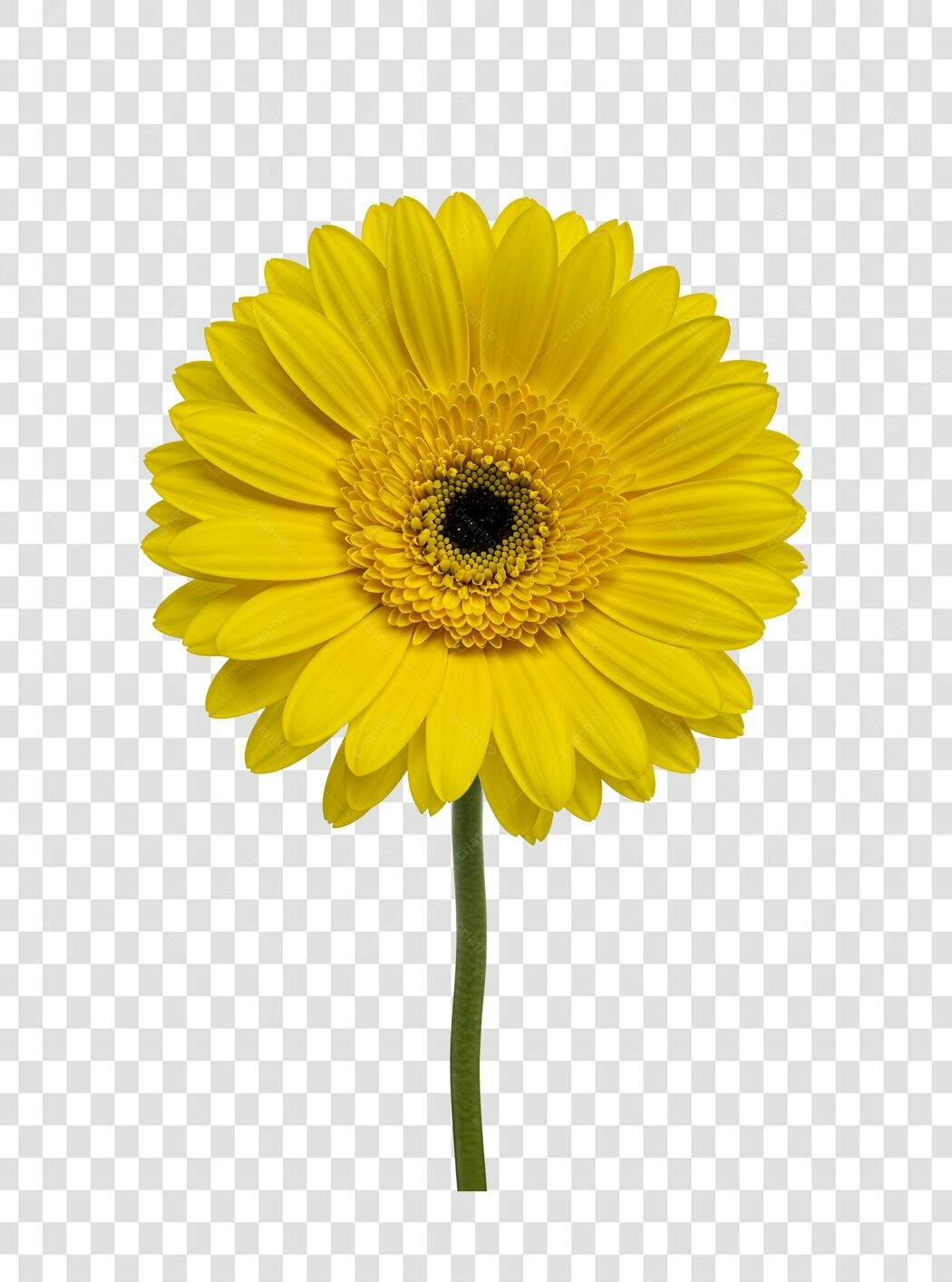 Icone Gerbera Amarela PNG com fundo transparente