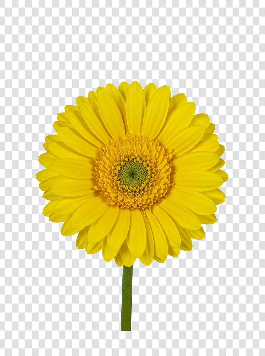 Icone Gerbera Amarela PNG com fundo transparente