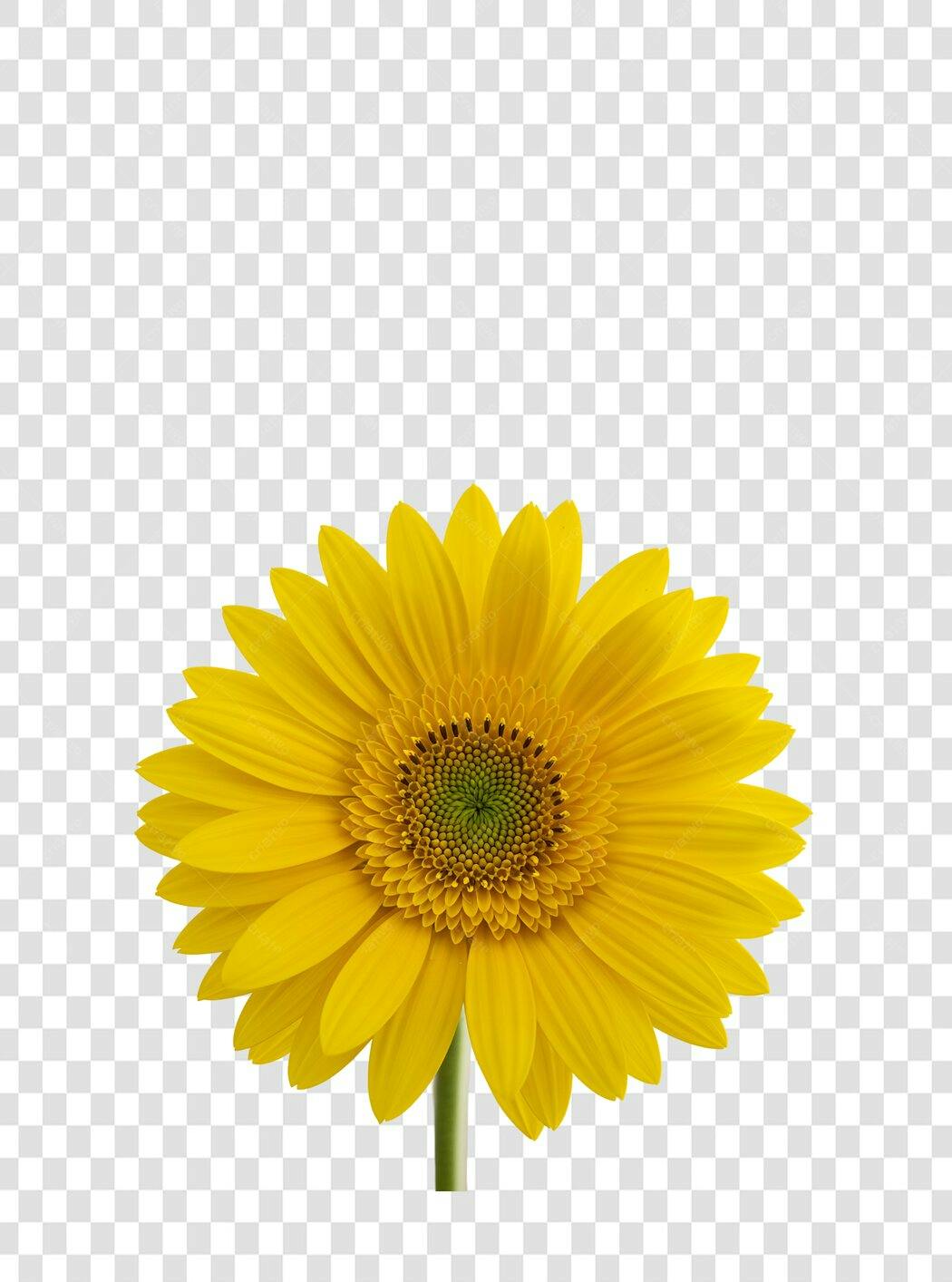 Icone Girassol PNG com fundo transparente