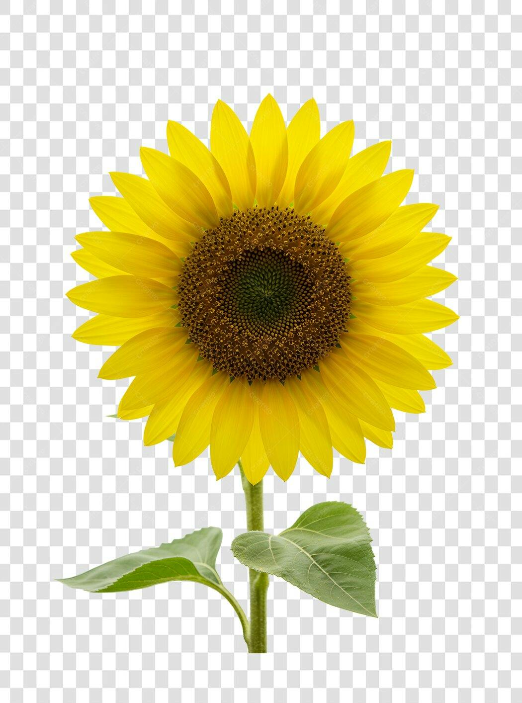 Icone Girassol PNG com fundo transparente