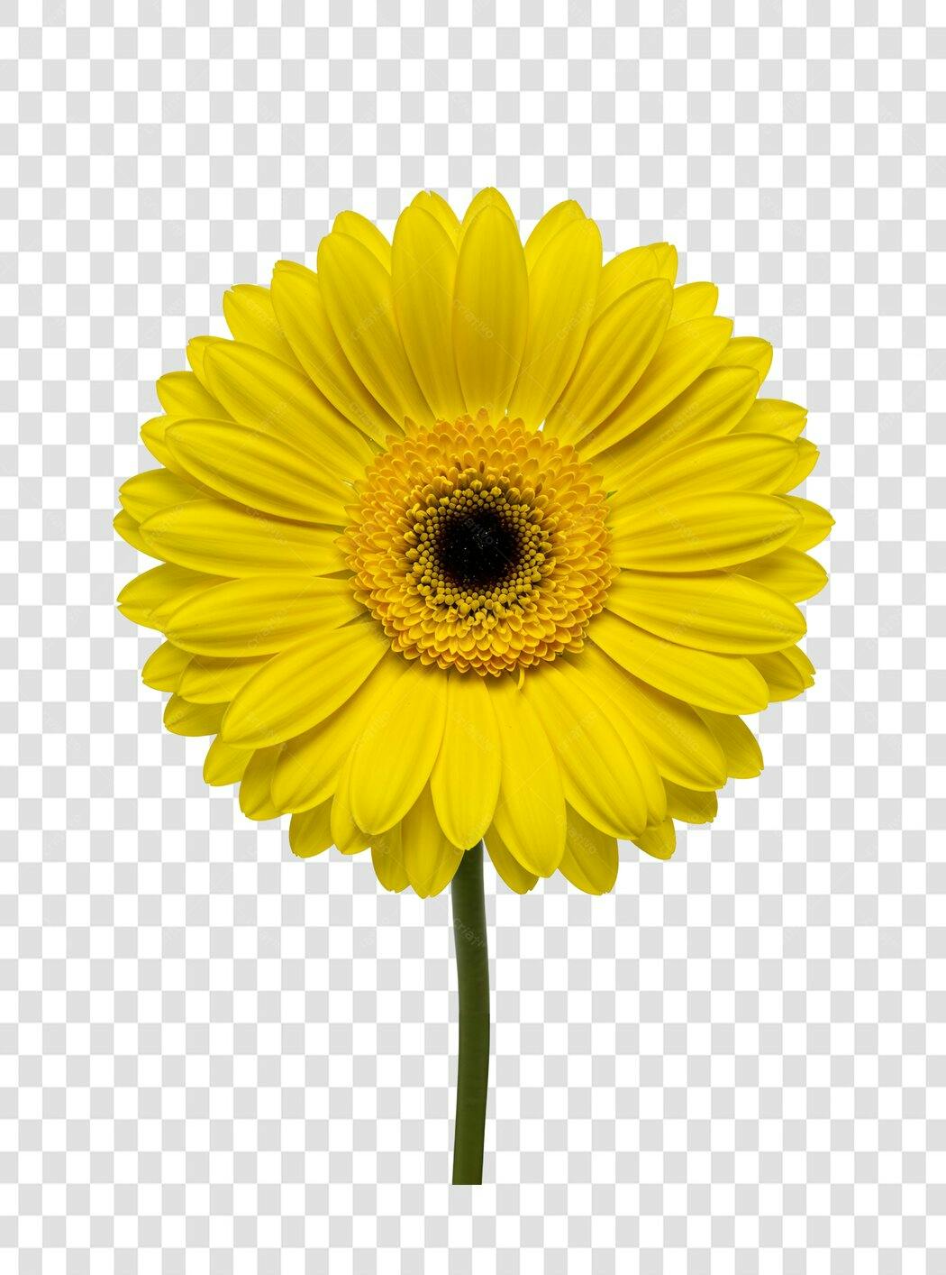 Icone Gerbera Amarela PNG com fundo transparente