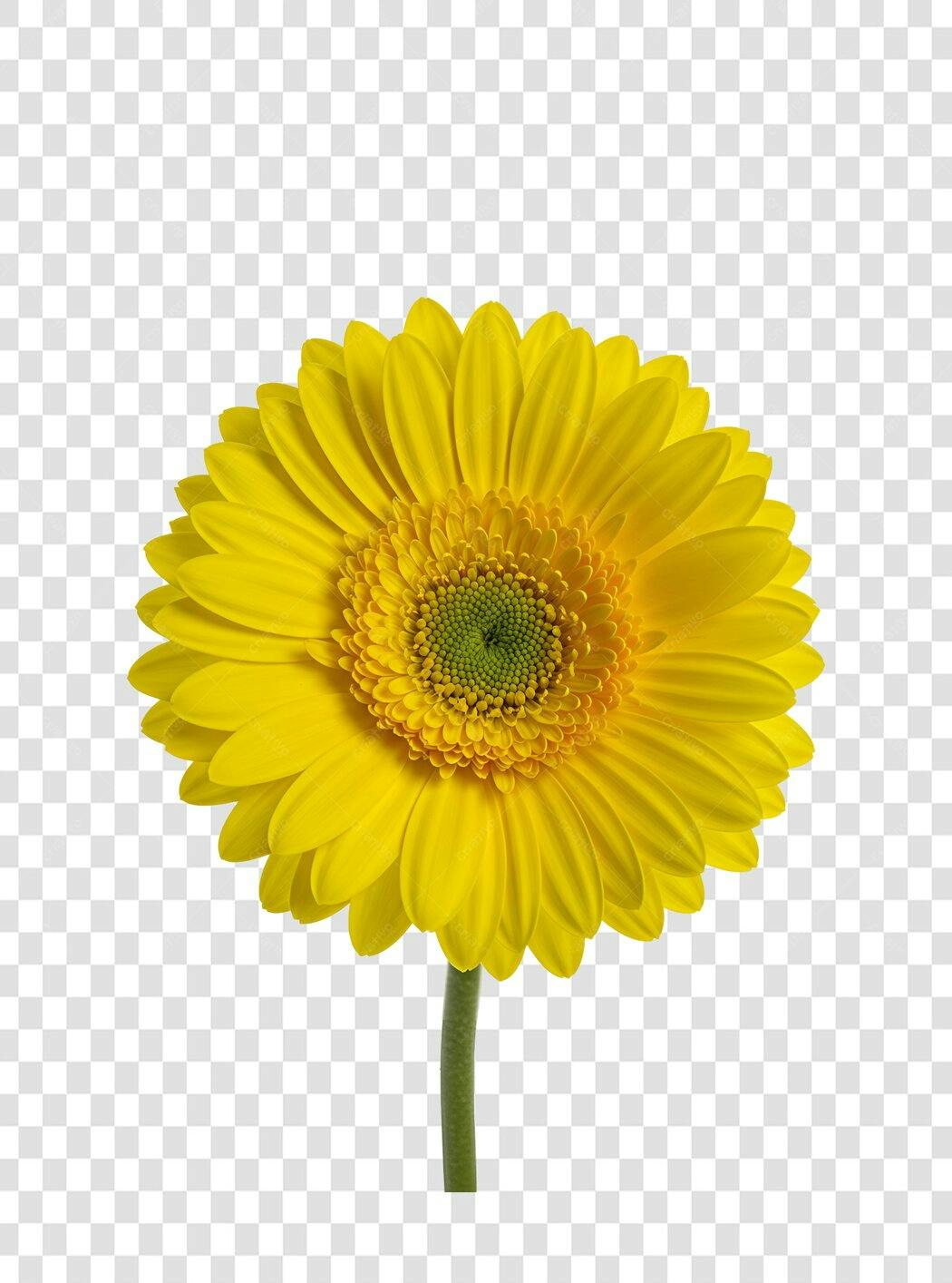 Icone Gerbera amarela PNG com fundo transparente