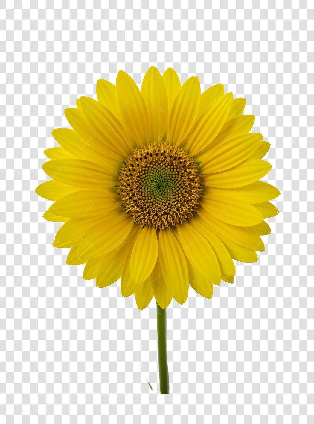 Icone Girassol PNG com fundo transparente