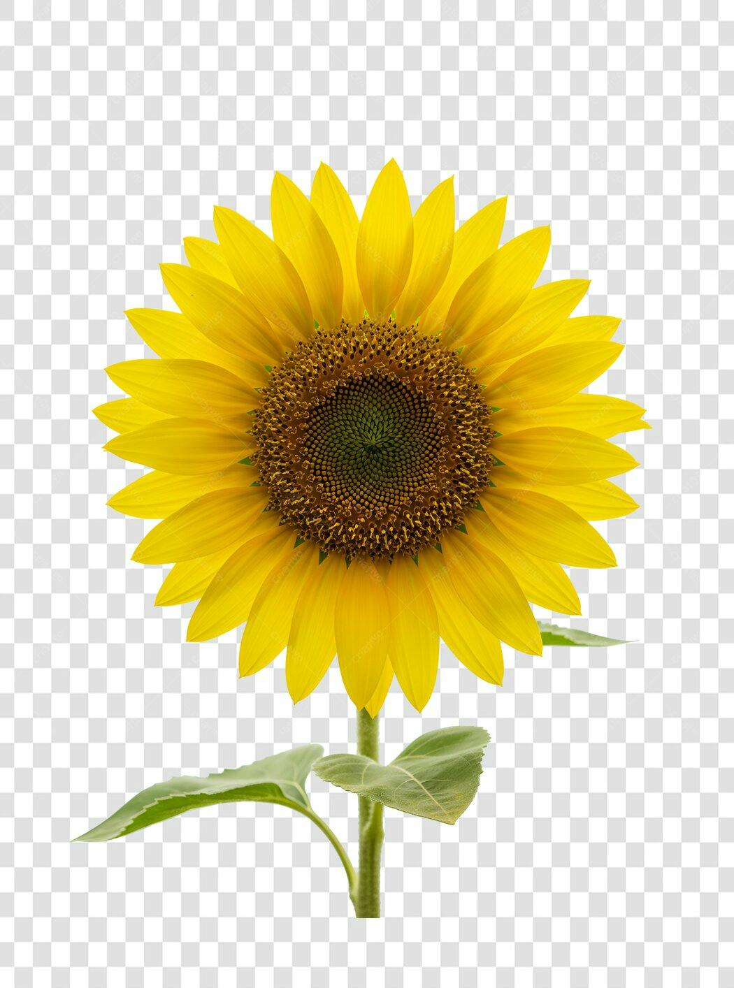Icone Girassol PNG com fundo transparente