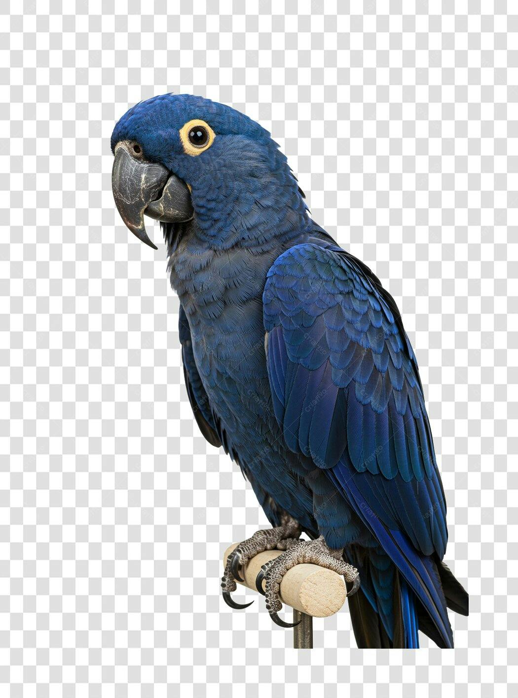Icone Arara Azul PNG com fundo transparente