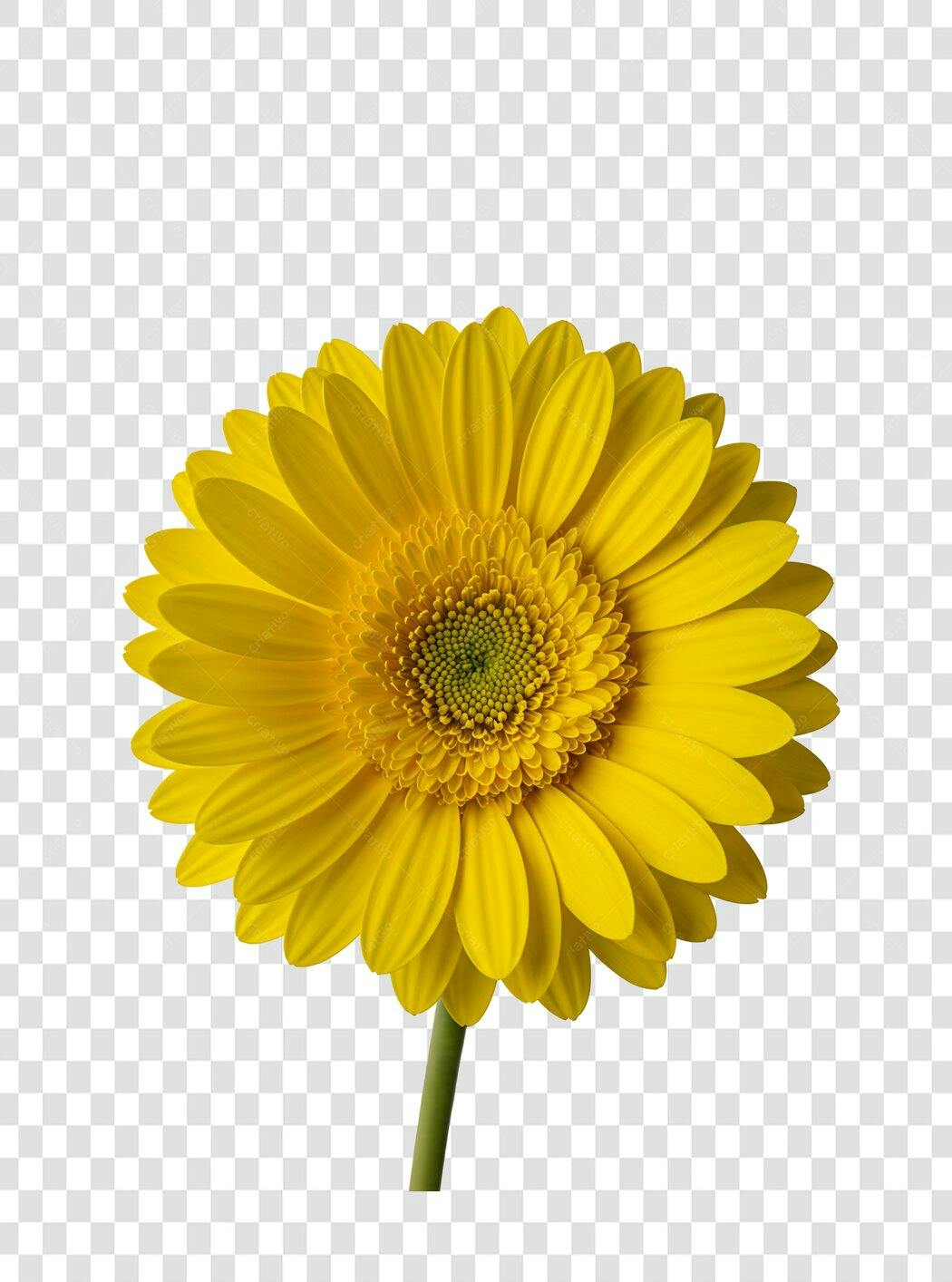 Icone Gerbera Amarela PNG com fundo transparente