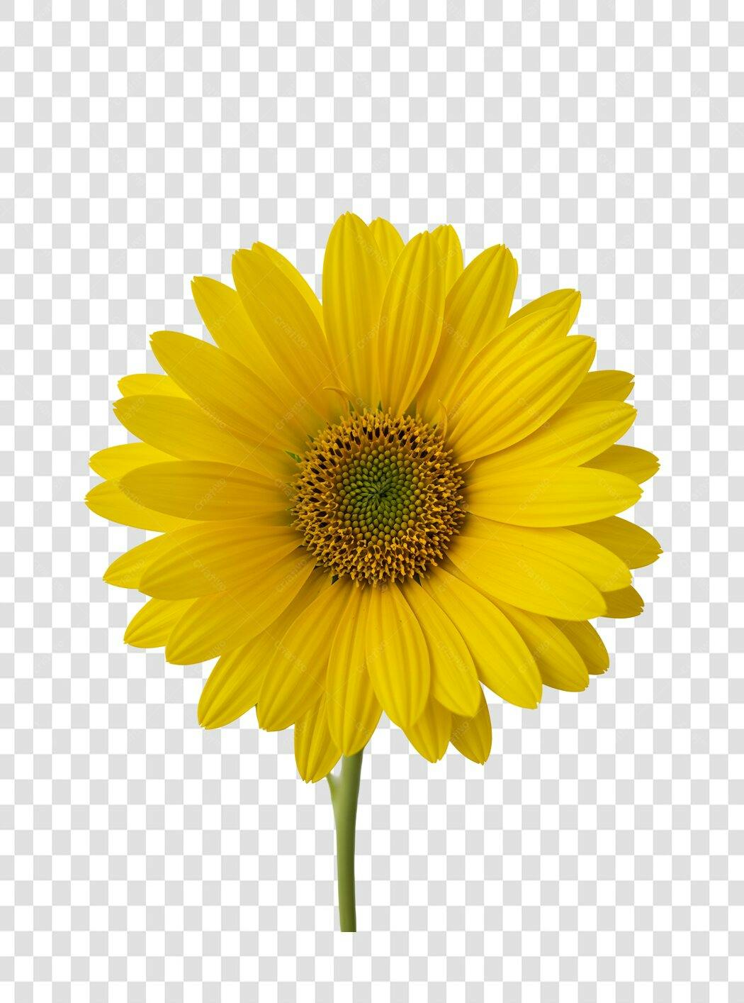 Icone Flor Girasol PNG com fundo transparente