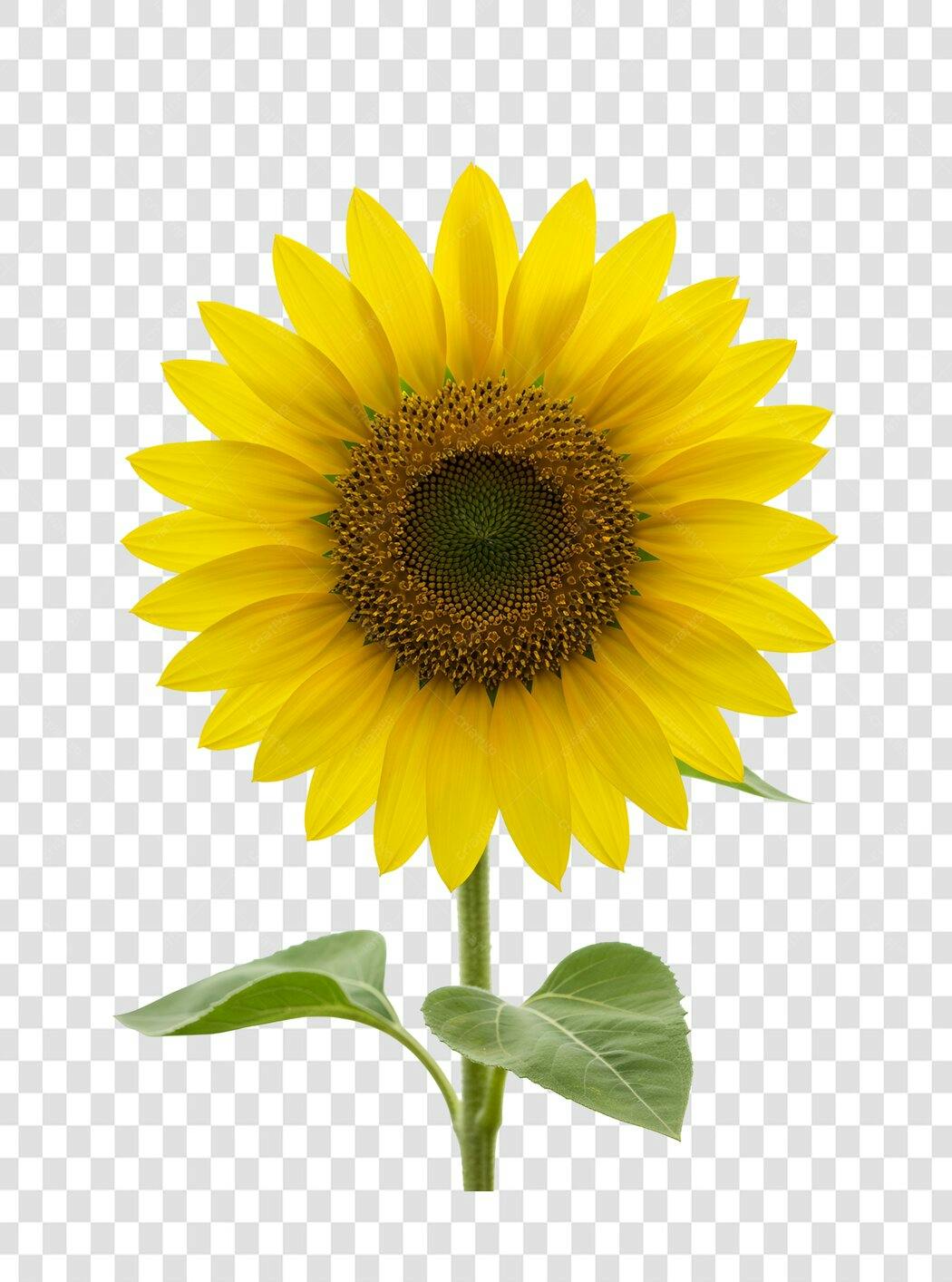 Icone Girassol PNG com fundo transparente