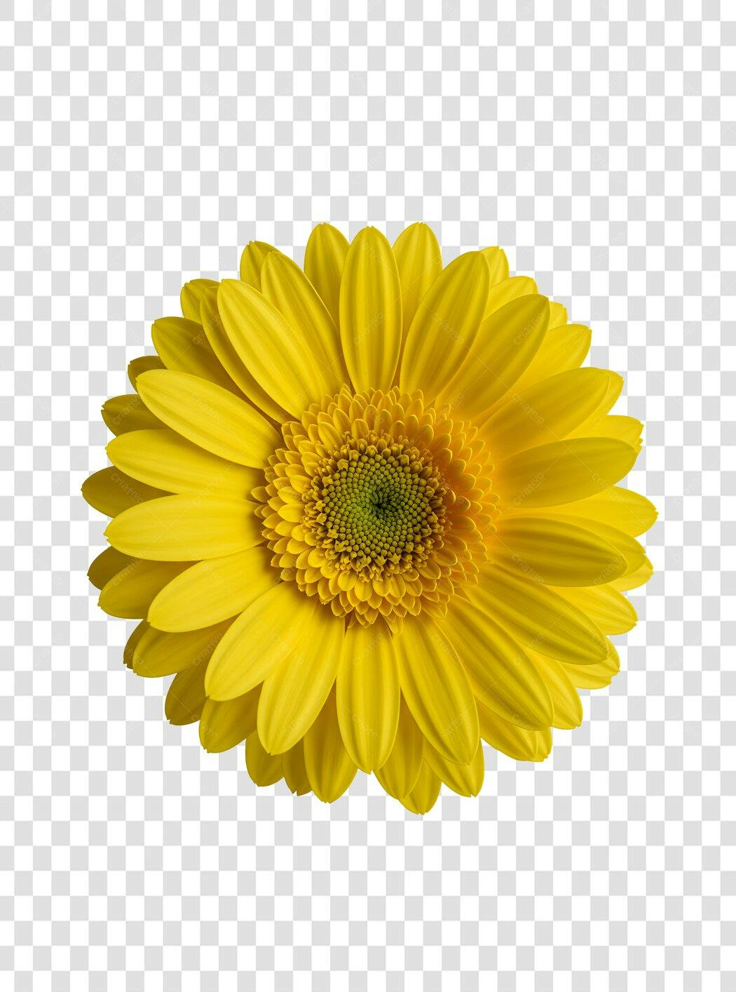 Icone Gerbera Amarela PNG com fundo transparente