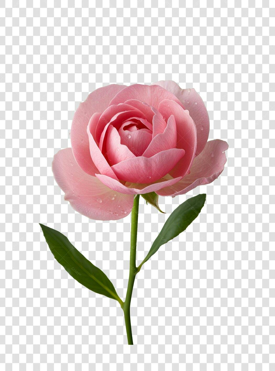 Icone Rosa Pink Dia dos Namorados PNG com fundo transparente