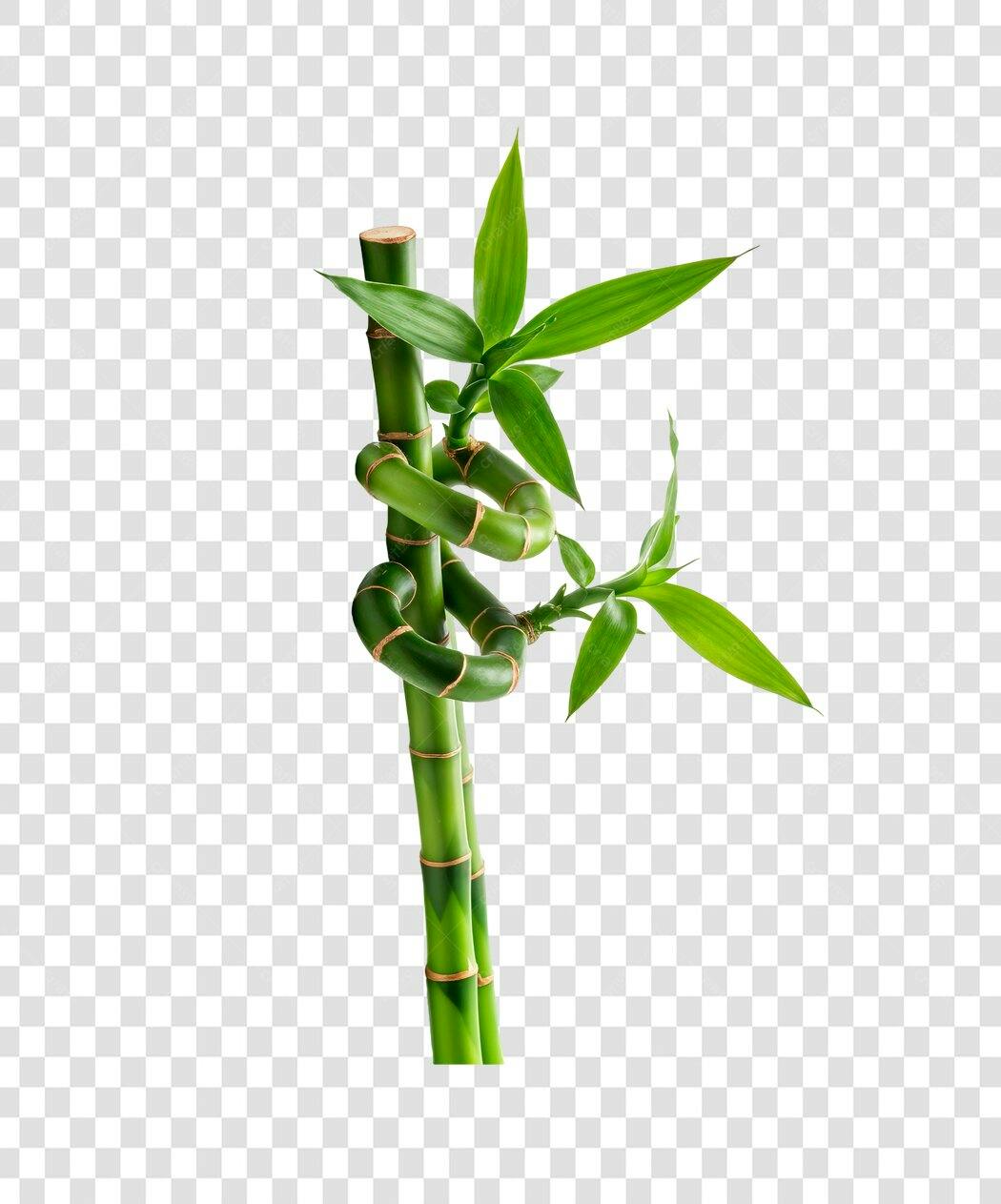 Icone Bambu Trançado PNG com fundo transparente