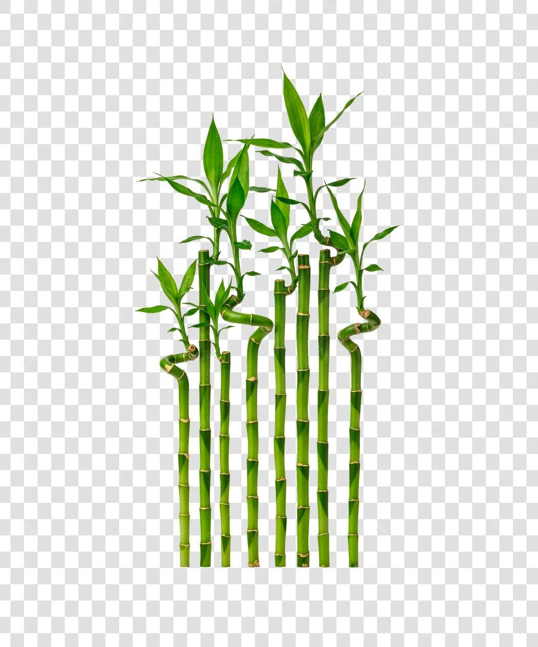 Icone de Bambu PNG com fundo transparente