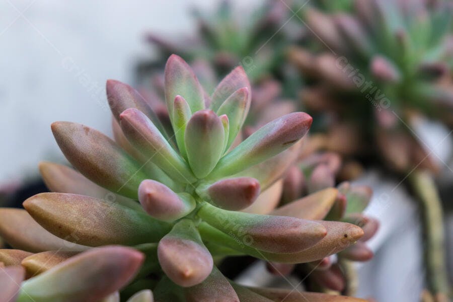 Suculenta colorida com folhas verdes e pontas rosadas em close-up