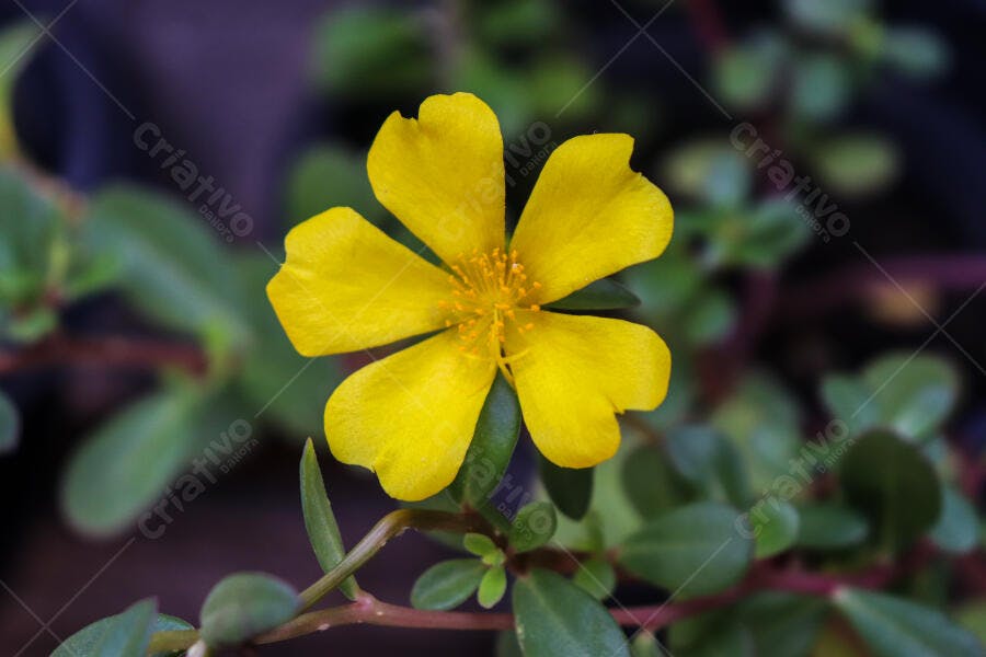 Flor amarela viva com miolo dourado e cinco pétalas entre folhas verdes
