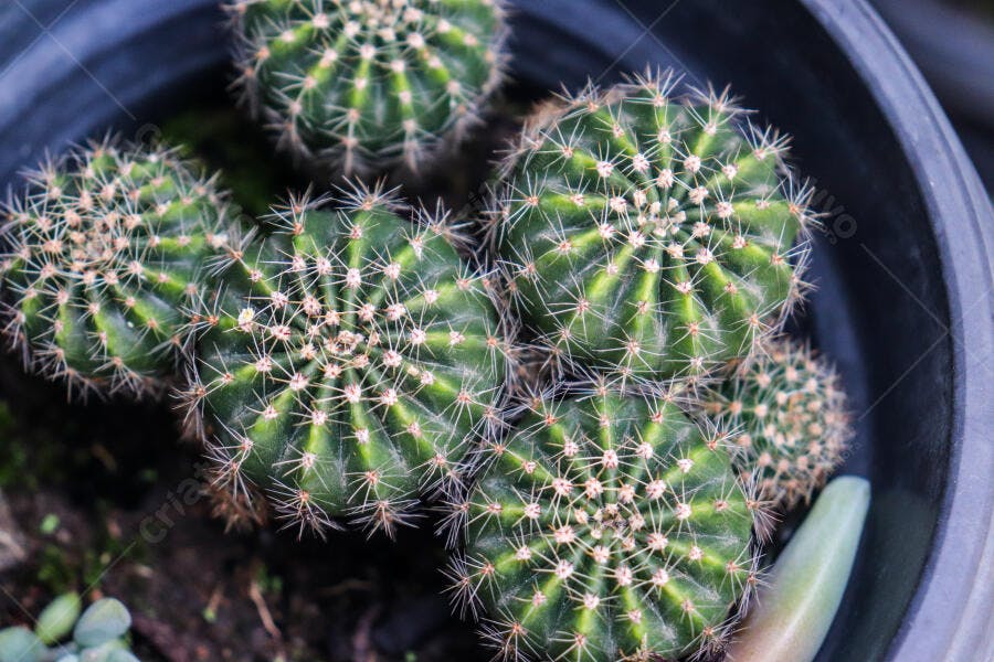 Cactos pequenos verdes em vaso escuro com espinhos brancos pontiagudos