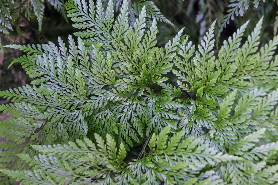 Samambaia verde folhagem detalhada emaranhado natural crescendo