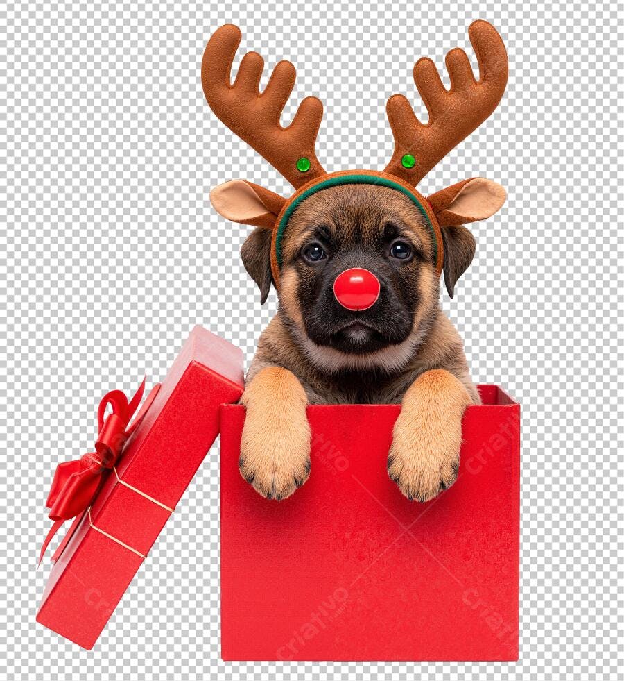 Imagem Cachorro de Natal em Caixa de Presente Vermelha PNG com fundo transparente