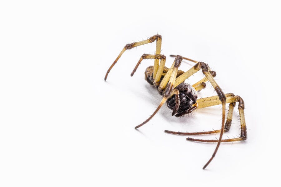 Aranha marrom e preta de pernas amarelas em fundo branco isolado