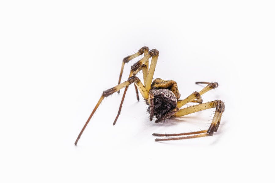 Aranha marrom amarelada em close-up macro contra fundo branco