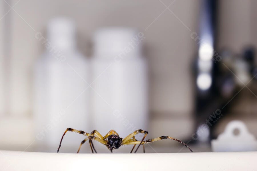 Aranha marrom amarelada em superfície branca de ambiente interno