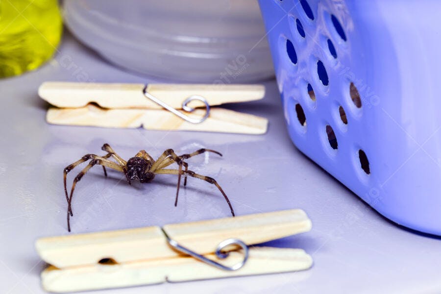Aranha marrom amarelada em bancada cinza com prendedores de roupa e cesto azul