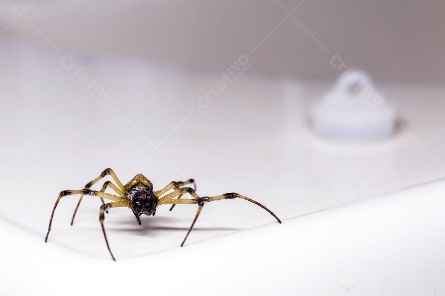 Aranha marrom e amarela em close-up sobre superfície branca