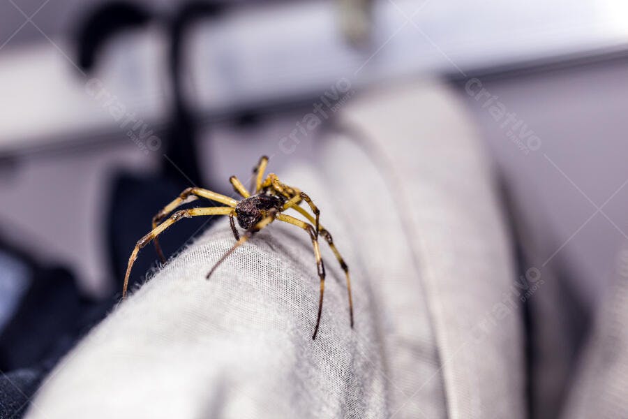 Aranha marrom amarelada de pernas longas sobre tecido cinza claro em close-up