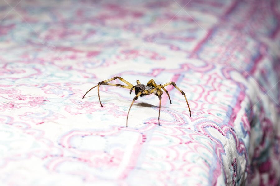 Aranha marrom amarelada em cobertor estampado rosa e azul claro
