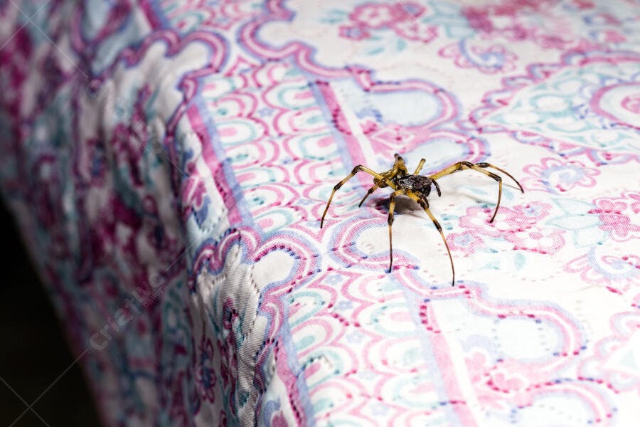 Aranha amarela e marrom em cobertor estampado rosa e azul claro