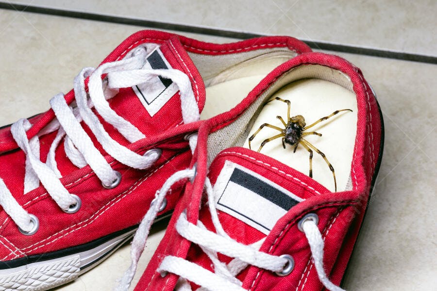 Aranha marrom dentro de tênis vermelho com cadarços brancos em ambiente interno