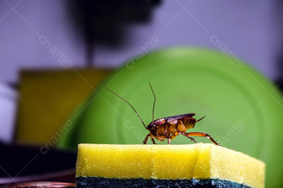 Barata em esponja de cozinha suja closeup