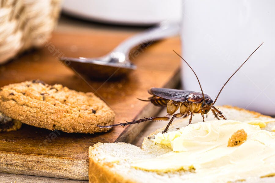 Barata escura sobre pão com manteiga e biscoito em mesa de madeira rústica