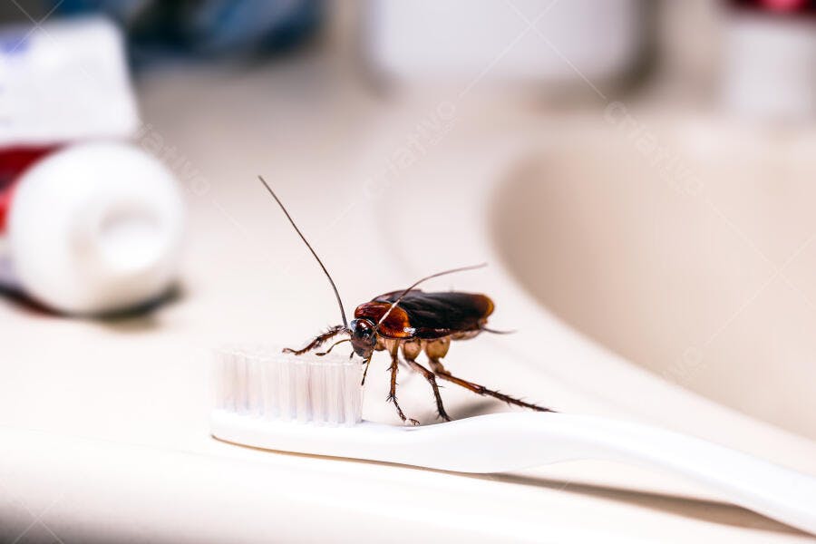 Barata marrom em escova de dentes branca pia de banheiro problema de higiene