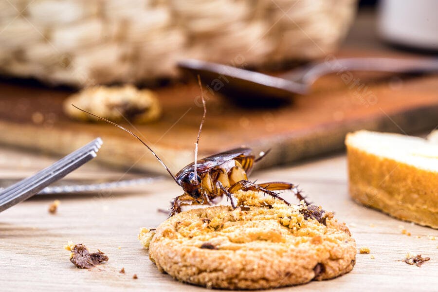 Barata americana sobre biscoito de chocolate esfarelado na bancada de madeira