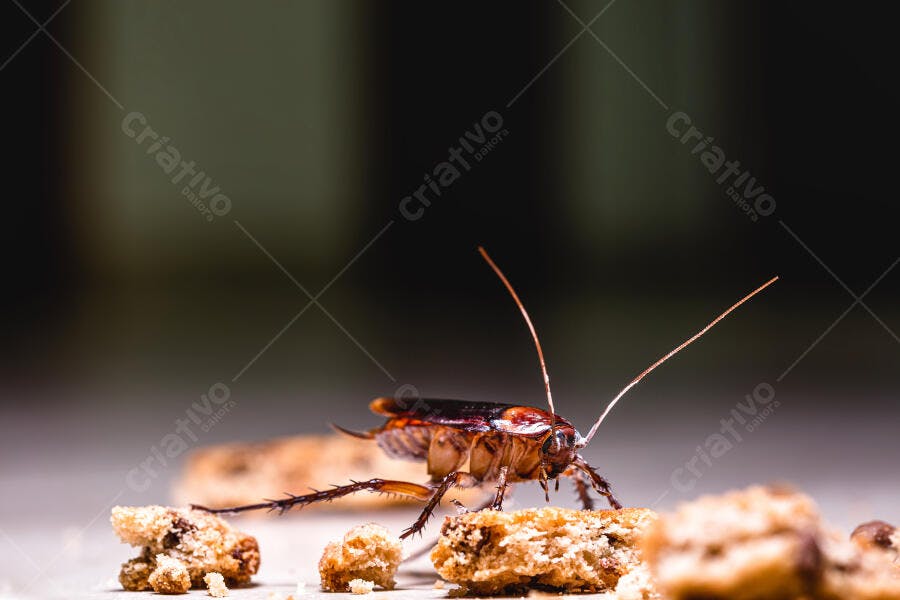 Barata marrom brilhante comendo migalhas em superfície clara sinal de infestação