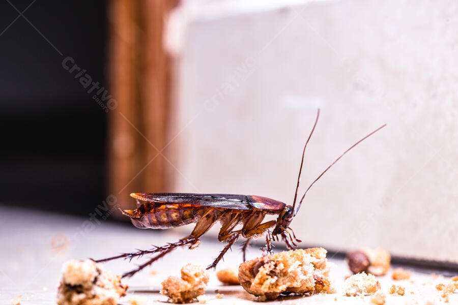 Barata marrom praga urbana sobre migalhas no chão da cozinha
