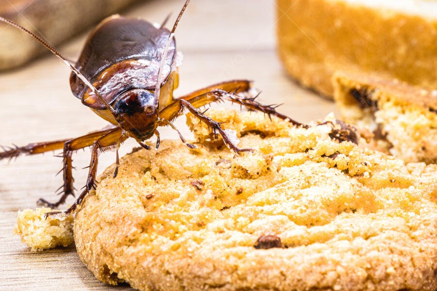 Barata marrom grande sobre biscoito de chocolate em mesa de madeira