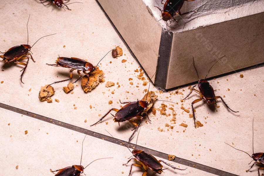 Baratas marrons comendo migalhas em piso de azulejo claro sujando a cozinha
