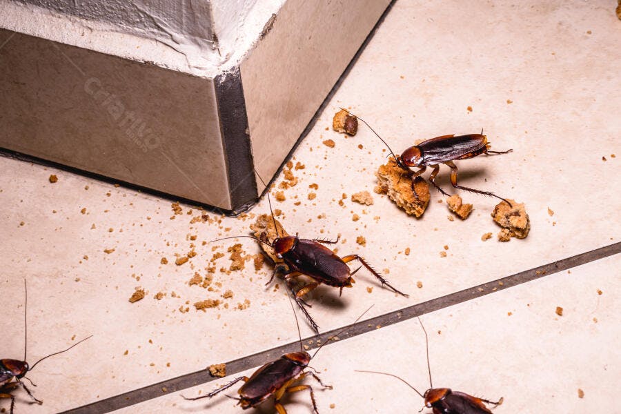 Baratas escuras comendo migalhas no chão de azulejos sujos perto da parede