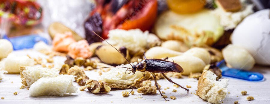 Barata marrom escura em meio a restos de comida na cozinha suja