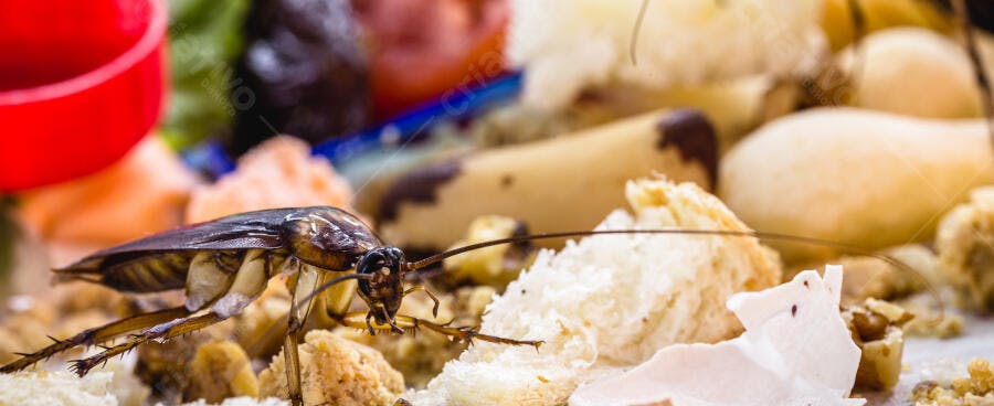 Barata marrom com antenas longas em pedaços de pão e comida orgânica deteriorada