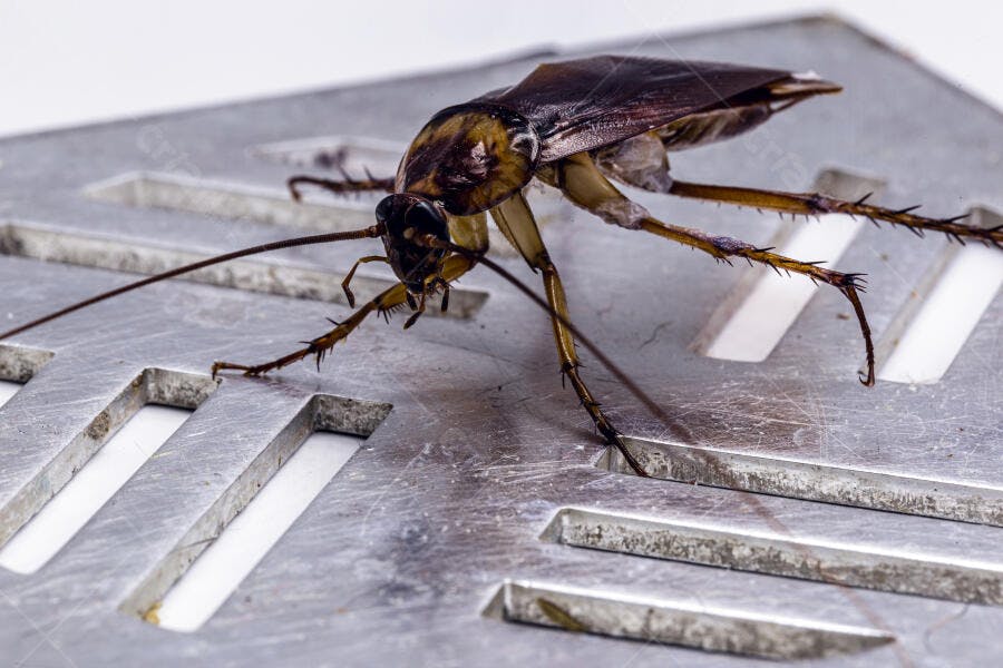 Barata marrom escura em superfície metálica suja