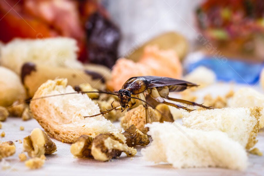 Barata marrom escura em migalhas de pão e restos de comida