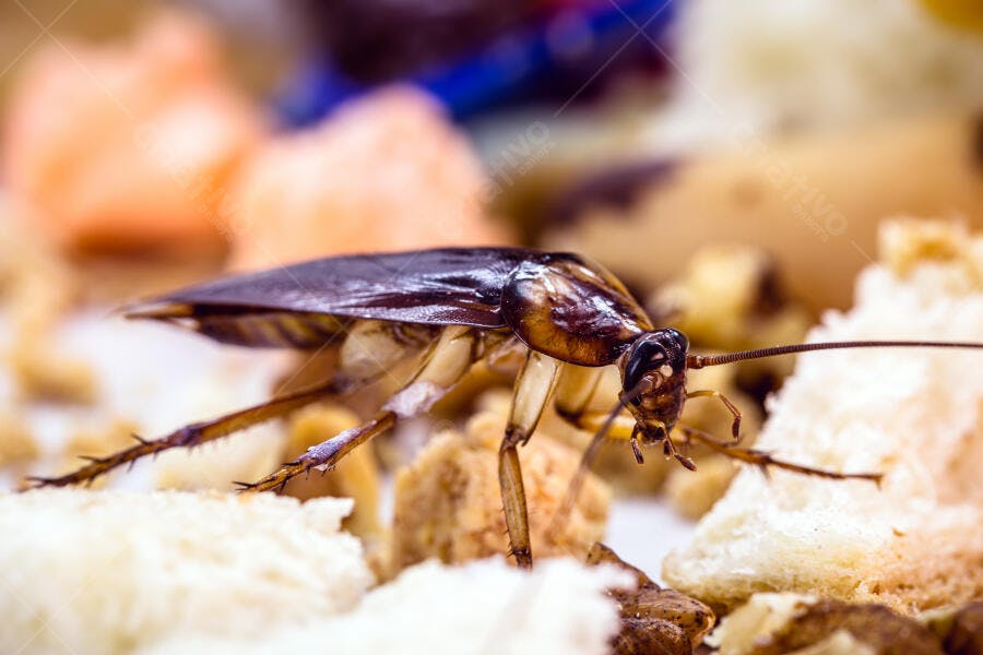Barata marrom em migalhas de pão no chão da cozinha