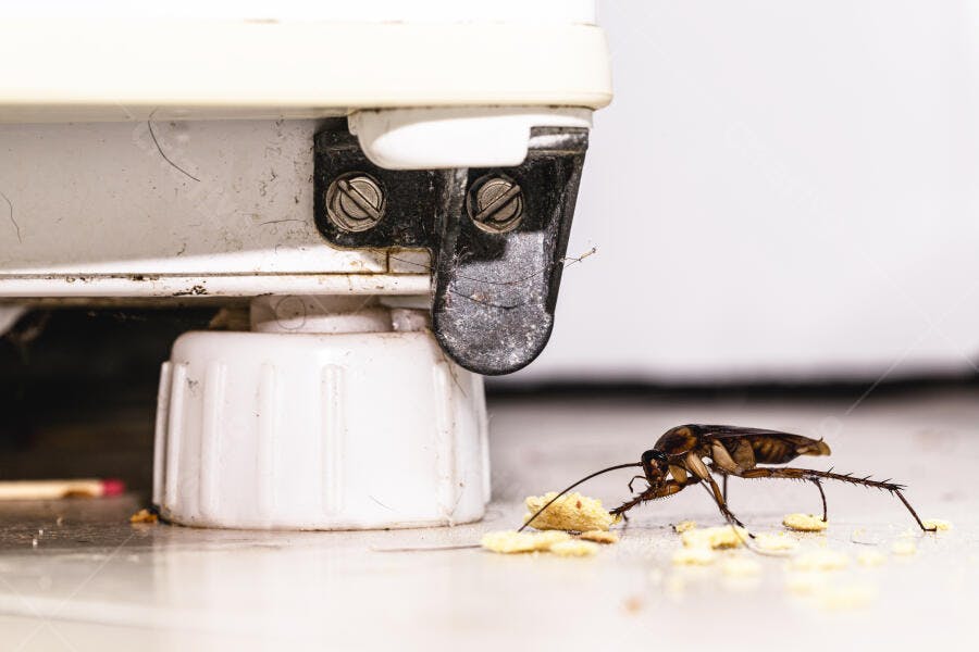 Barata marrom grande comendo migalhas sujas no chão da cozinha